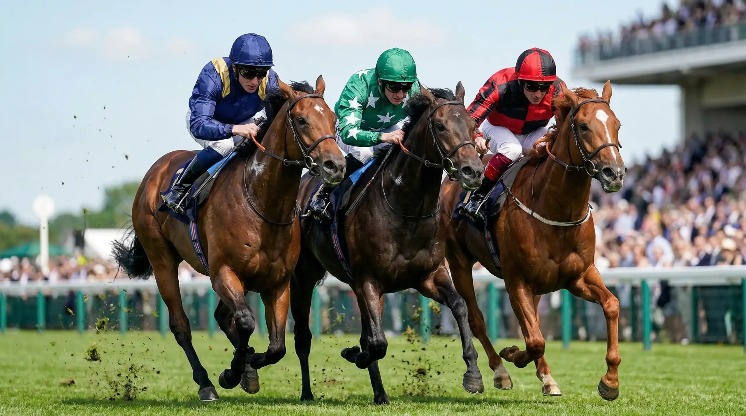 Plaats weddenschap paarden — drie paarden naast elkaar op de renbaan